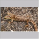 Lacerta agilis - Zauneidechse w07.jpg